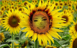 happyflowers.jpg
