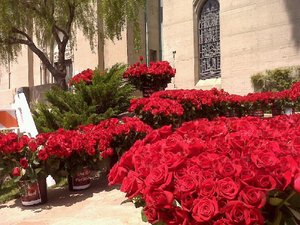 roses4mj1.jpg