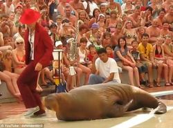 Walrus-Dancing-Smooth-Criminal.jpg