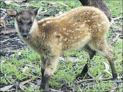 fawn-MJ.jpg