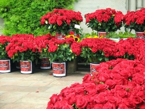 memorial-25062014-forestlawn-14.jpg